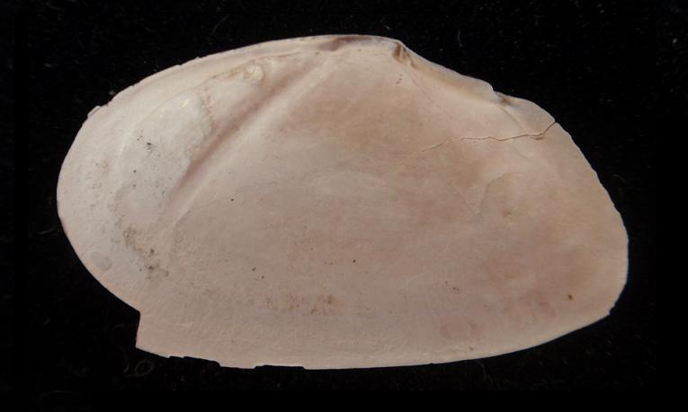 Tellina compressa (Brocchi, 1814)  - Pliocene - Astigiano